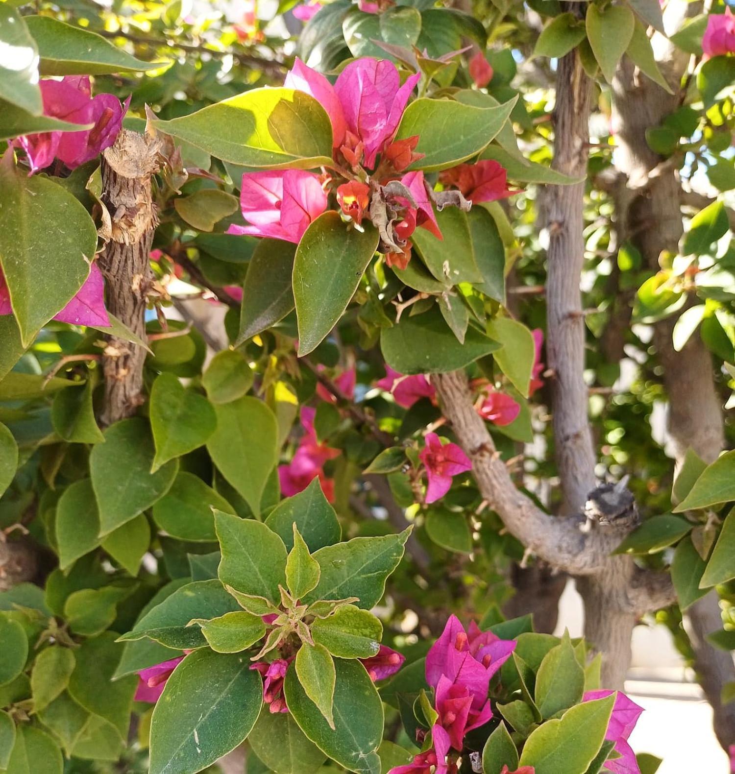 מלון פס Dar El Bali מראה חיצוני תמונה